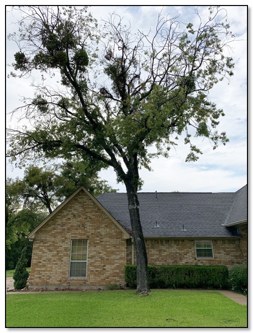 tree